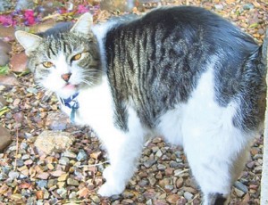 Someone to love: Charlie