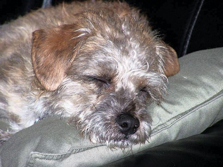 Pet of the Week: Andy