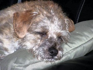 Pet of the Week: Andy