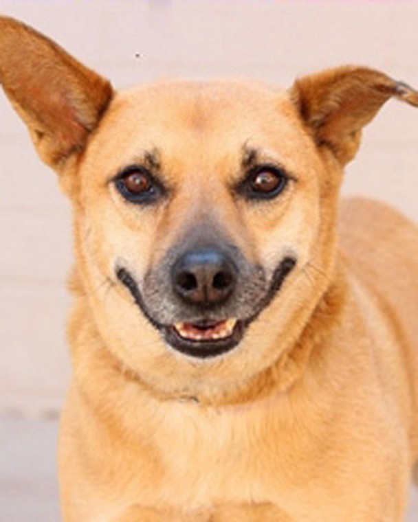 Someone to love: Pixie