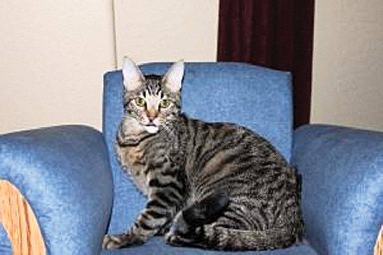 Someone to love: Mowgli