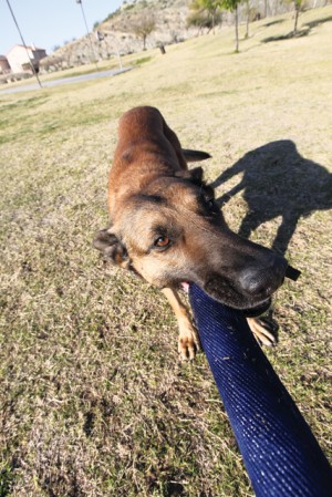 Y and K-9 fun day at park 