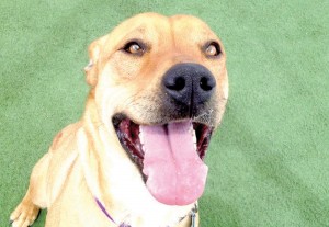Someone to love: Almond