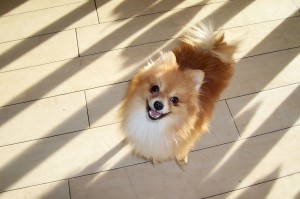 Someone to love: Mojo
