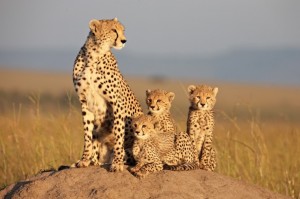 Film Review African Cats
