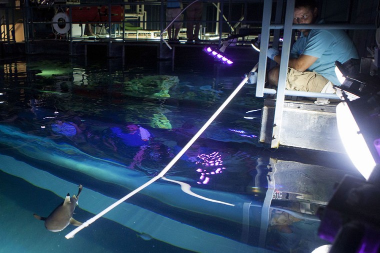 Shark Week at SEA LIFE