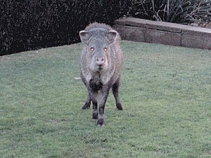 Javelinas