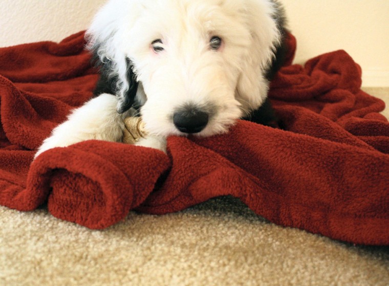 Keeping your pets happy and healthy this holiday season