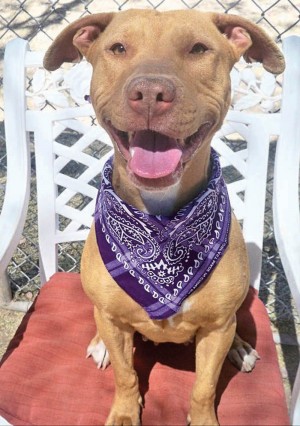 Pet of the Week: Tinkerbell