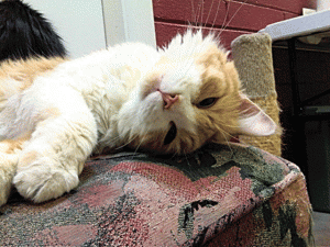 Pet of the Week (4/21) 