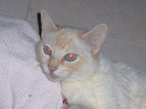 Pets of the Week (10/2) 