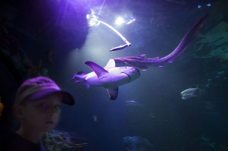 Shark Week at SEA LIFE