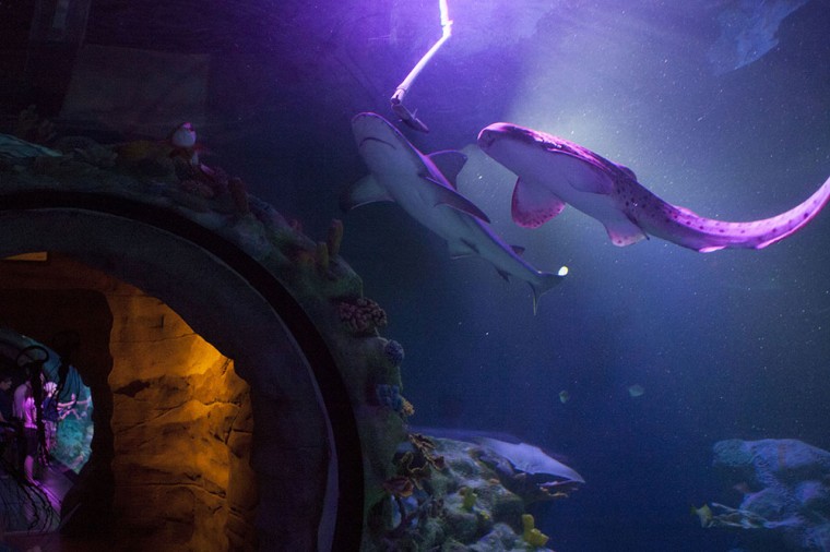 Shark Week at SEA LIFE