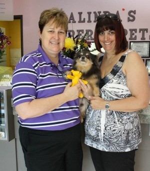 arizona pomeranian rescue pomeranian rescue arizona arizona pomeranian rescue pomeranian rescue arizona