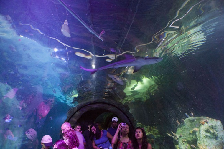 Shark Week at SEA LIFE