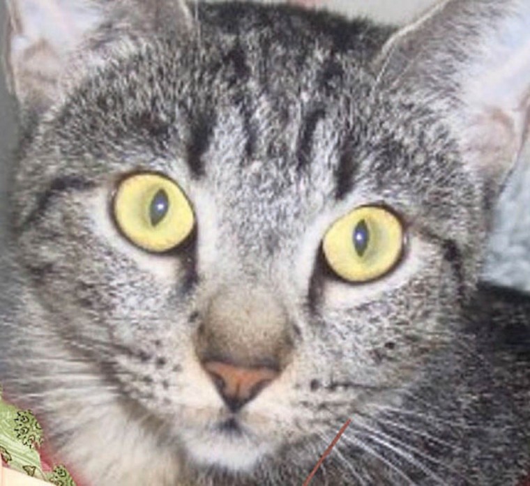 Pet of the Week: Missy