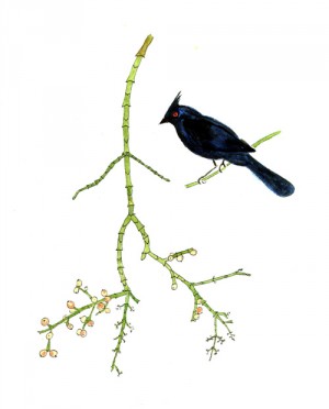 Desert mistletoe