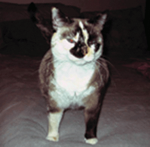 Pet of the Week (1/13) 
