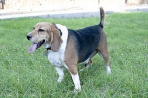 Someone to love: Chester