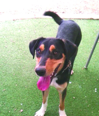 Someone to love: Tonto