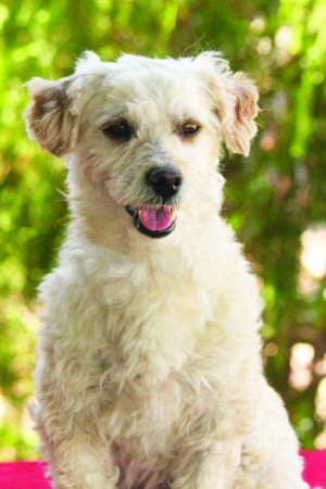 Lost dog