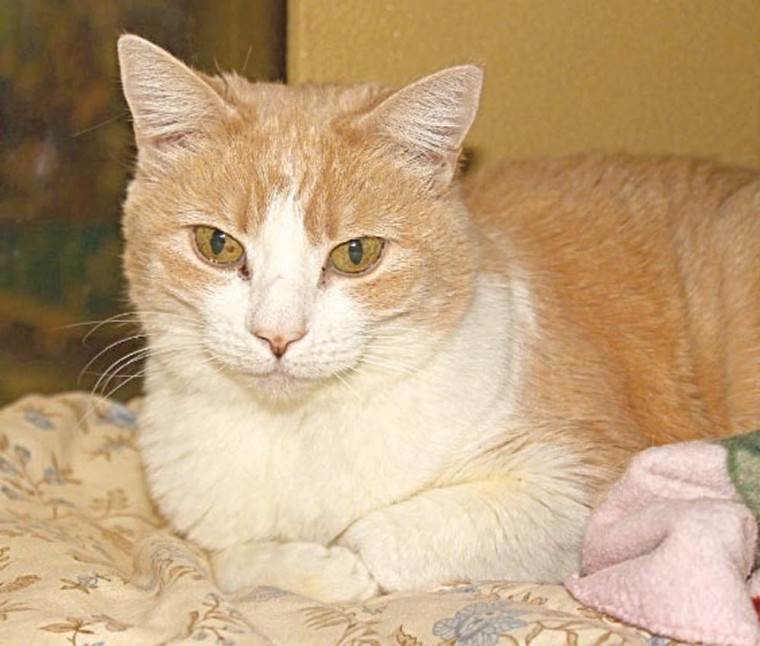 Someone to love: Angel