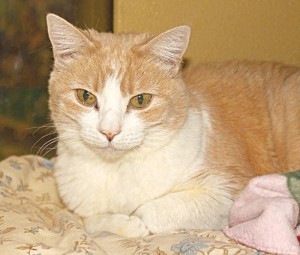 Someone to love: Angel