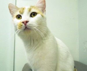 Someone to love: Twinkle