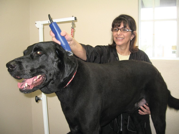 The Pawz Spa, northeast of 48th Street and Chandler Boulevard