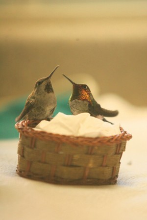 Hummingbird rescuing in AF 
