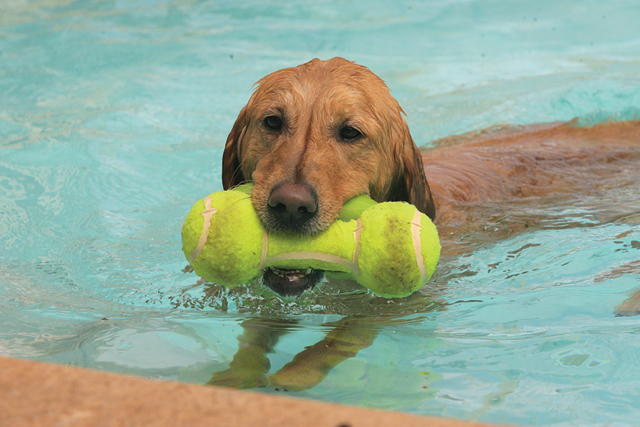 Dock diving: The X-games for dogs 