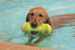 Dock diving: The X-games for dogs 