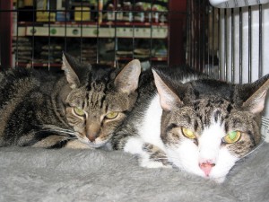Pets of the Week: Butch and Shmutz