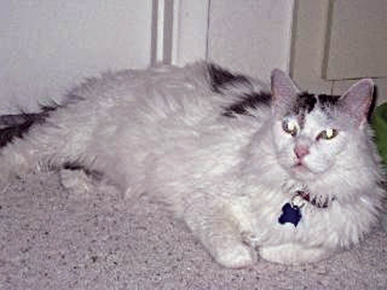 Someone to Love: Whiskers