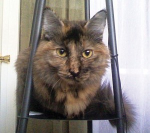 Pet of the Week: Sadie