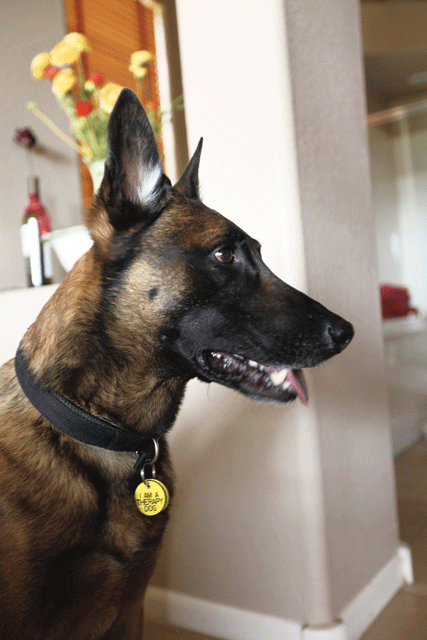 Local K-9 added to war on drugs 