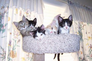 Kittens galore