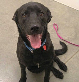 Pet of the Week (3/3) 