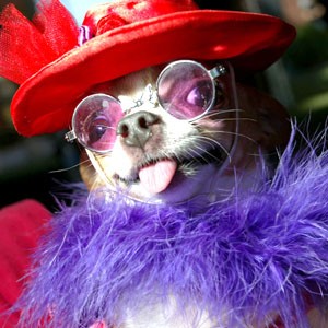 Chihuahua races