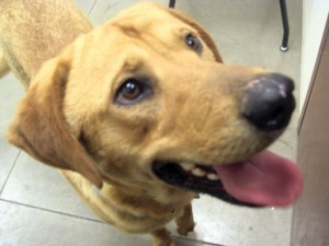 Pet of the Week: Brooks