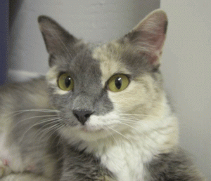 Pet of the Week (3/24) 