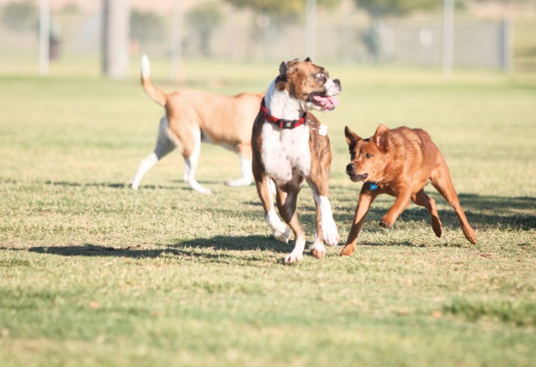 afn.100610.com.dogpark4.jpg