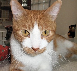 Someone to love: Oliver