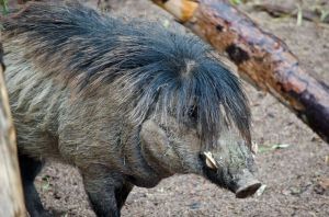 wartypig(c)PHXZOO.JPG