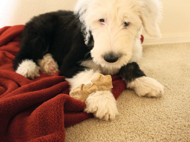 Keeping pets happy and healthy over the holiday season