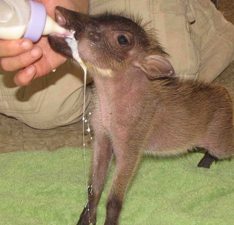 Warthog