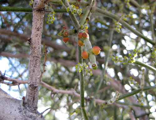 Phoradendron californicum fruit