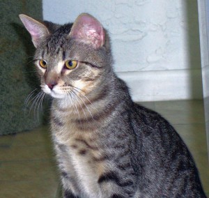 Pet of the Week: Billy