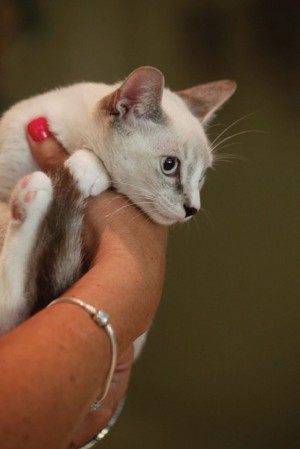 Cactus Cats