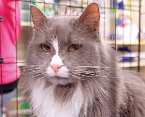 Someone to love: Brigit
